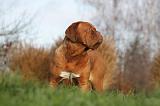 DOGUE DE BORDEAUX 206